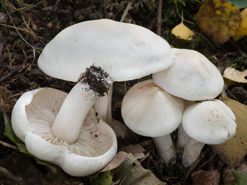 Tricholoma stiparophyllum